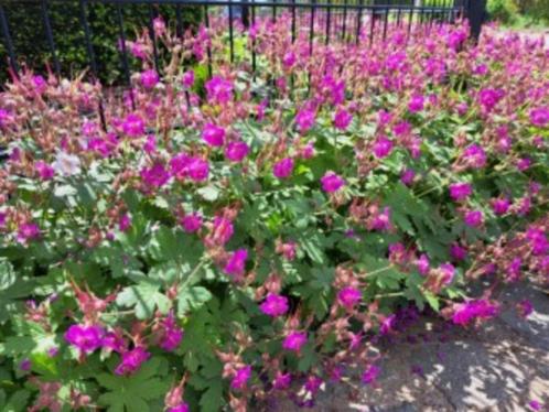 Bodembedekker geraniums 40st voor 8,00euro/0,20cent, Tuin en Terras, Planten | Tuinplanten, Vaste plant, Bodembedekkers, Lente