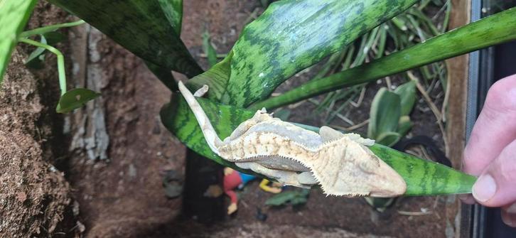 Koppel wimpergekko, Dieren en Toebehoren, Reptielen en Amfibieën