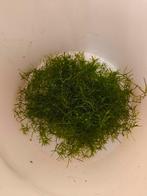 Gratis guppy gras, zelf af te halen in eggewaartskapelle, Ophalen, Zo goed als nieuw