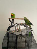 Barraband parkieten ze vormen een stel., Dieren en Toebehoren, Meerdere dieren, Parkiet