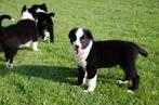 Zwart-witte border collie puppies geboren op boerderij, Dieren en Toebehoren, Honden | Herdershonden en Veedrijvers, België, Particulier