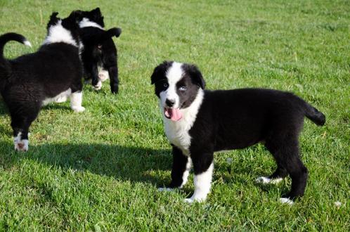Zwart-witte border collie puppies geboren op boerderij, Dieren en Toebehoren, Honden | Herdershonden en Veedrijvers, Reu, Collie