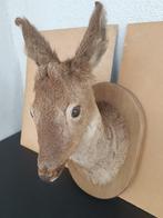 Taxidermie reekop en haan, Verzamelen, Dierenverzamelingen, Ophalen of Verzenden