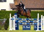 Recreatie paard, Dieren en Toebehoren, Paarden, Merrie