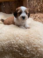 Chiots terrier tibétain, Autres races, Plusieurs, Parvovirose, Belgique