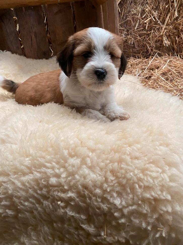 Tibetaanse terriër pups, Dieren en Toebehoren, Honden | Chihuahua's en Gezelschapshonden, Meerdere dieren, Overige rassen, Fokker | Professioneel