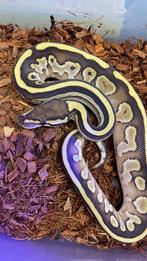 Butter 66% het pied 50% het dg ball python, Dieren en Toebehoren, Slang, Tam, 0 tot 2 jaar