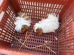 Langharige cavia’s, Dieren en Toebehoren, Knaagdieren, Juli, Cavia