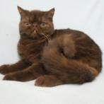 Exotic Shorthair (chocolat) chaton à vendre, Animaux & Accessoires, Chat, Vermifugé, 0 à 2 ans