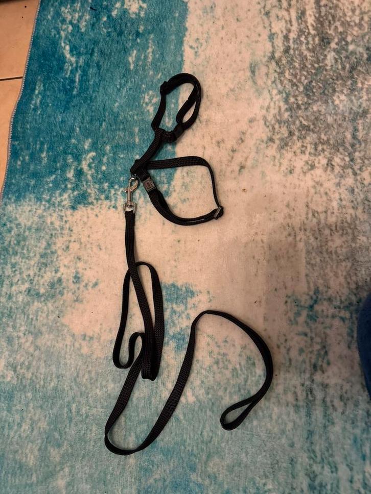 Laisse pour chat, Animaux & Accessoires, Laisses pour chiens, Comme neuf, Enlèvement