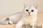 Herplaatser Brits korthaar, Poes, Gechipt, 3 tot 5 jaar
