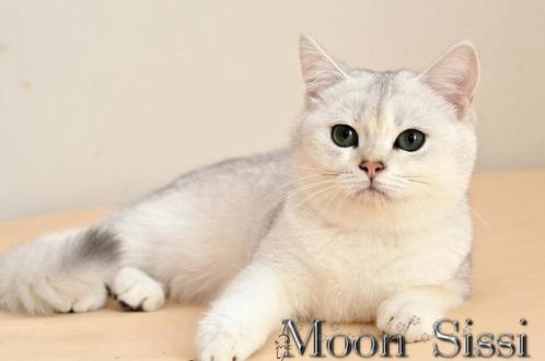 Herplaatser Brits korthaar, Dieren en Toebehoren, Katten en Kittens | Raskatten | Korthaar, Poes, 3 tot 5 jaar, Met stamboom, Gechipt