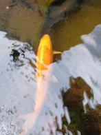 Koi vissen, Dieren en Toebehoren, Vissen | Vijvervissen