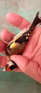 Mâle parva chardonneret, Animaux & Accessoires, Oiseaux | Oiseaux Autre, Mâle