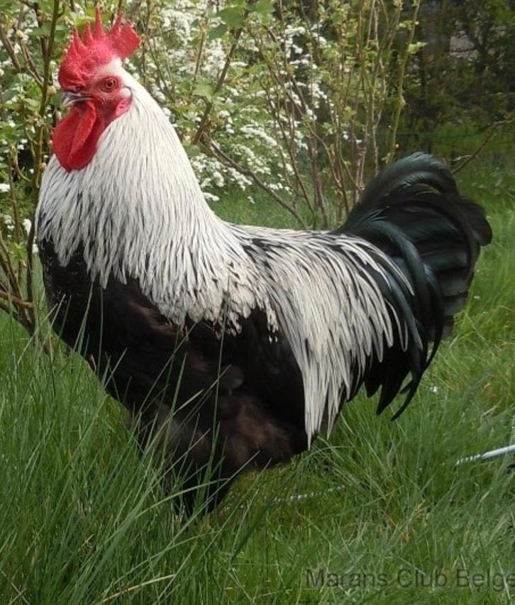 HANEN OF PLUIMVEE TEVEEL?? Ze mogen gerust bij mij, Dieren en Toebehoren, Pluimvee