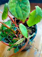 Begonia scapigera, Huis en Inrichting, Kamerplanten, Overige soorten, Minder dan 100 cm, Halfschaduw, In pot