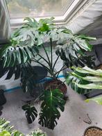 XXL monstera large form variegata, Huis en Inrichting, Ophalen
