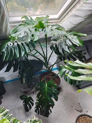 Grande variété de formes Monstera XXL, Enlèvement