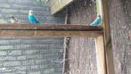 Parkiet, Dieren en Toebehoren, Vogels | Parkieten en Papegaaien, Parkiet