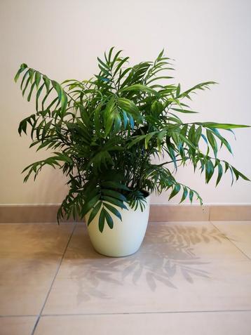 Groene kamerplant : Kentia palm.  disponible aux enchères