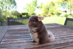 Baby Chinchillas, Mannelijk, Chinchilla, Tam