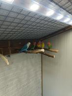 Dwerg papegaai, agapornis, Dieren en Toebehoren, Vogels | Parkieten en Papegaaien, Papegaai