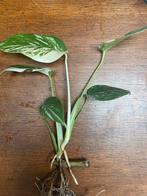 Monstera Variegata, Huis en Inrichting, Kamerplanten, Ophalen, Overige soorten, Halfschaduw, Minder dan 100 cm