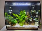 Fluval Flex 57 liter met vele extra's, Dieren en Toebehoren, Ophalen, Gebruikt, Gevuld zoetwateraquarium