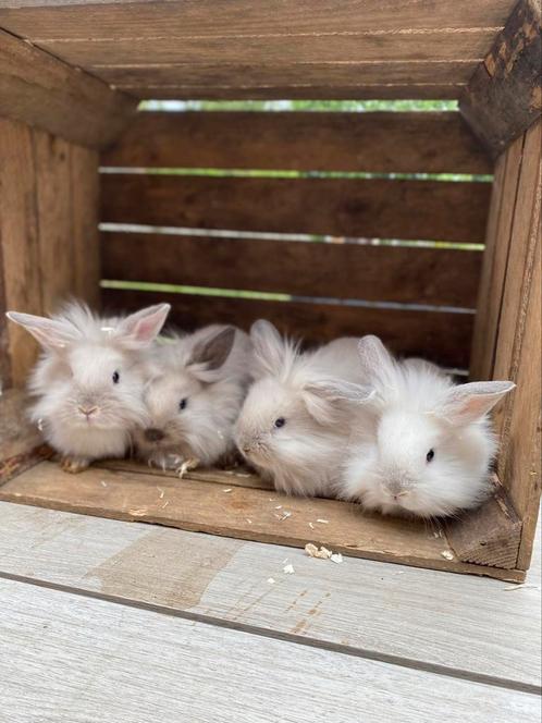 Minilop X Teddydwerg, Dieren en Toebehoren, Konijnen