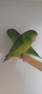 Oogring dwergpapegaai