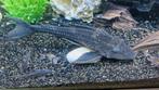3 grote plecto s te koop of te ruil