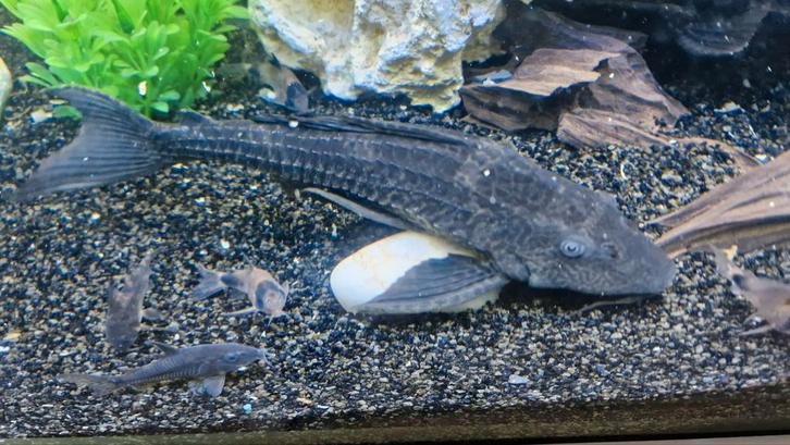 3 grote plecto s te koop of te ruil, Dieren en Toebehoren, Vissen | Aquariumvissen