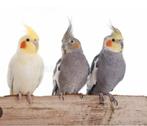 Calopsittes apprivoisees (elevees a la main = eam), Dieren en Toebehoren, Vogels | Parkieten en Papegaaien, Geslacht onbekend