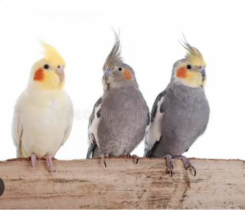 Calopsittes apprivoisees (elevees a la main = eam), Dieren en Toebehoren, Vogels | Parkieten en Papegaaien, Parkiet, Geslacht onbekend