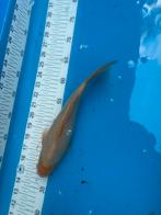 Gratis 25 cm goudvis, Goudvis(sen)