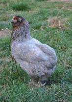 Araucana kippen jonge hennen beschikbaar., Dieren en Toebehoren, Pluimvee, Vrouwelijk, Kip