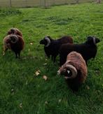 Ouessant ram, Dieren en Toebehoren, Schapen, Geiten en Varkens