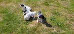 Jack Russel pups, Dieren en Toebehoren, Honden | Jack Russells en Terriërs, België, Jack Russell Terriër, CDV (hondenziekte), 8 tot 15 weken