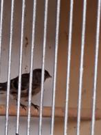 Barmsijzen, Meerdere dieren, Wildzangvogel, Geringd