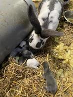 Vlinderkonijn, Dieren en Toebehoren, Geslacht onbekend, Groot, 0 tot 2 jaar