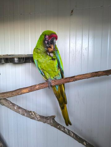 Soldaat ara,  Ara militaris pop beschikbaar voor biedingen