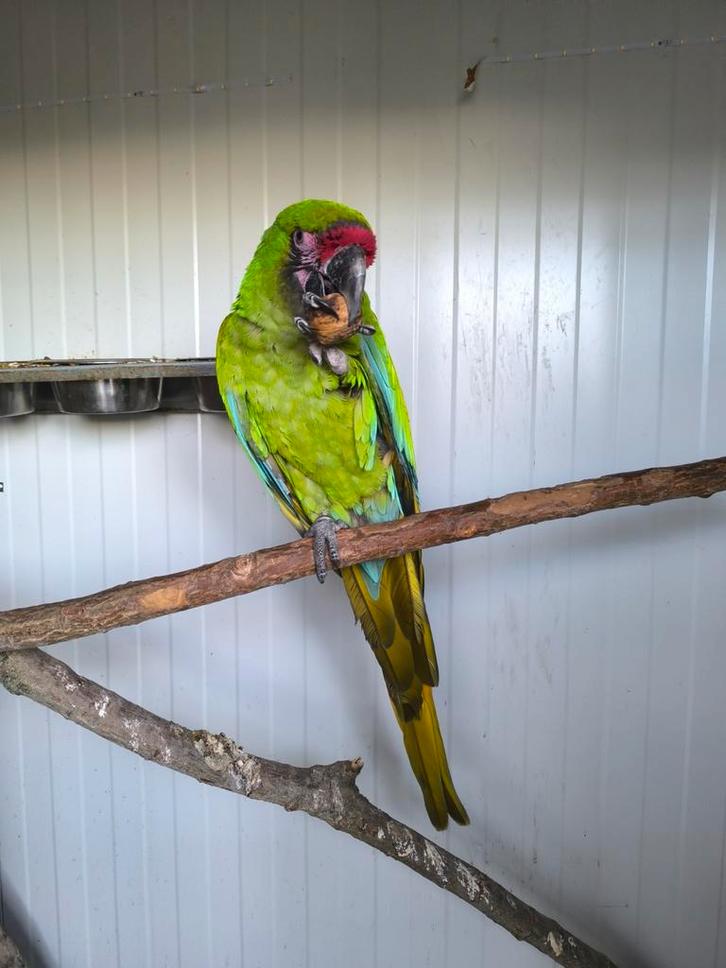 Soldaat ara,  Ara militaris pop, Dieren en Toebehoren, Vogels | Parkieten en Papegaaien, Geringd