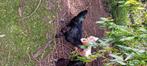 Australorp haan, Dieren en Toebehoren, Pluimvee, Mannelijk, Kip