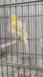 Agi canari, Dieren en Toebehoren