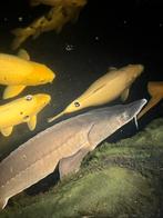 Siberische steur 1m+, Steur