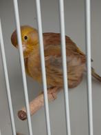 Five fancy cinnamon pop, Dieren en Toebehoren, Vogels | Kanaries