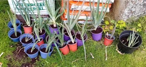 12 Aloe vera comme en vacances, en bonne santé!, Jardin & Terrasse, Plantes | Jardin, Plante fixe, Autres espèces, Hiver, Enlèvement ou Envoi