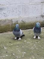 Super takla duiven, Dieren en Toebehoren