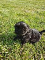 Shih-Tzu, Dieren en Toebehoren, België, CDV (hondenziekte), 8 tot 15 weken, Meerdere