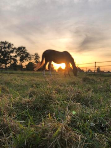 Stalling/paddock gezocht! beschikbaar voor biedingen